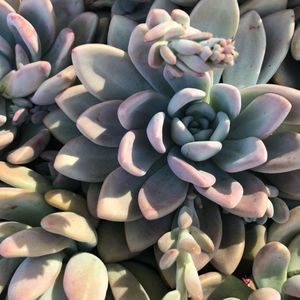 Meet your Posher, Bridget